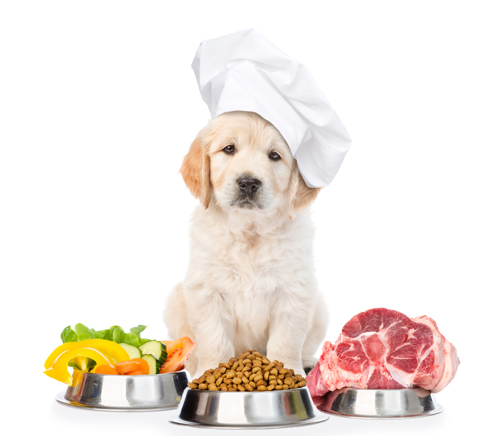 How Do I Choose Healthy Food Products For My Dog?