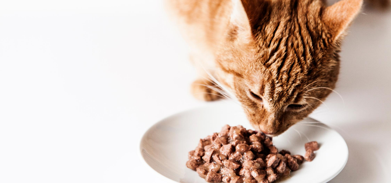 Why Is My Cat Always Hungry? — NurturePet Pet Supply
