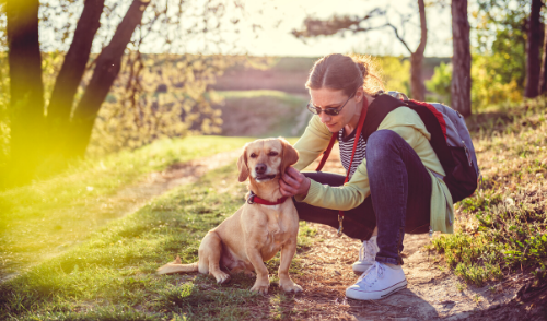 How to Remove a Tick From Your Pet Safely and Easily