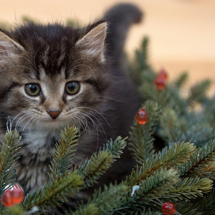Holiday Food Dangers for Dogs and Cats
