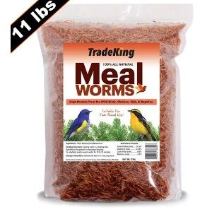 Tradeking Mealworm – 11 lb