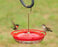 HummZinger High View Mini Hummingbird Feeder 8 Oz