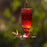 More Birds Red Jewel Hummingbird Feeder, Glass Hummingbird Feeders for Outdoors, 5 Feeding Stations, 20 Ounces