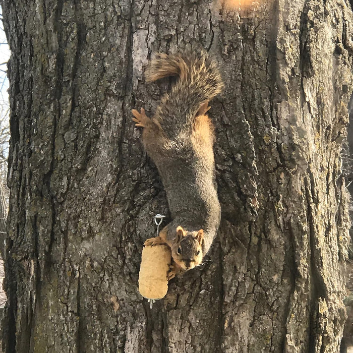 C&S Nut ’N Sweet Corn Squirrelog Refill – 32 oz (2-Pack)