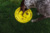 BeOneBreed Yellow Slow Feeder Dog Food Bowl