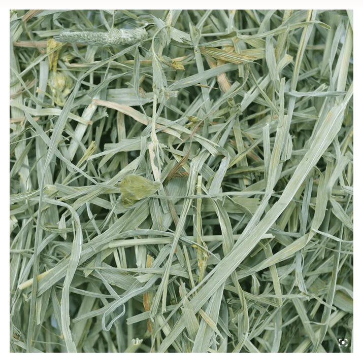 Oxbow Timothy Meadow Hay for Small Animals
