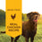 Instinct Grain-Free Chicken Formula Canned Dog Food