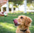 Suzie's Pet Treats CBD Oil Drops for Dogs