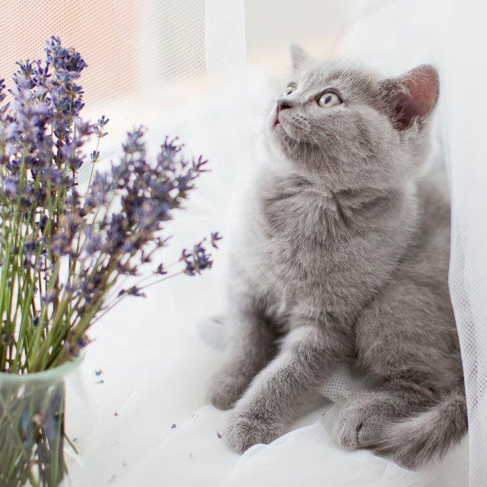 Naturally Fresh Harmony™ Lavender & Bamboo Clumping Walnut Cat Litter