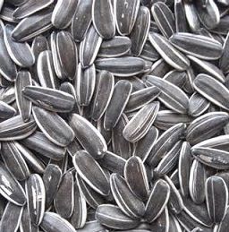 Scarlett Black Stripe Sunflower 5lbs