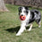 KONG Wiggi Tumble Dog Toy   (Colors Vary)